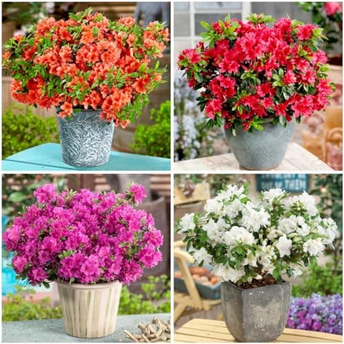 Image of GrowOn Shrubs [x4] Dwarf Japanese Azalea Collection | 2 Litre Pots | Variety-Pack | Evergreen Shrubs | Spring Flowering | Red, Orange, Pink, White Flowers