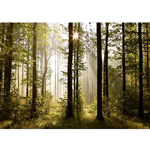 Image of Runa Art Photo Wallpaper Forest Landscape Sun 352 x 250 cm Non-Woven Wall Art XXL Moderne Living Room Bedroom Green Brown 9010011a