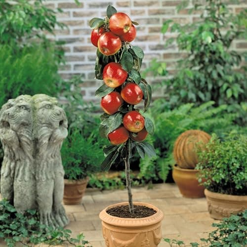 Image of Apple Tree ‘Gala’- RHS Award-Winning Variety, Sweet and Thin-Skinned Apples, Self-Fertile Pollination Group 4, Fresh, Juicy, Easy to Grow in Any Garden, 1 x 5 Litre Pot by Thompson and Morgan