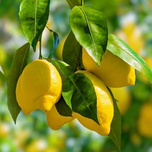 Image of YouGarden Citrus Lemon 'Citron' Tree in 7/9cm Pot, Lemon Trees for Gardens, Grow Your Own Tree in Garden and Home, Perfect for Pots and in Ground, Supplied as Ready to Plant