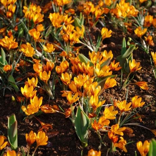 Image of Crocus Orange Monarch, Goblet-Shaped Orange Blooms with Tawny Brown Streaks, Late Winter to Early Spring Blooms, 40X Bulbs by Thompson and Morgan