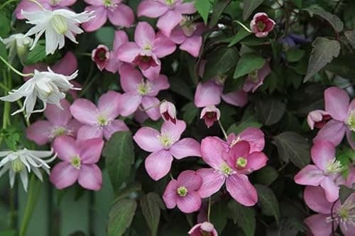 Image of Plant Theory 60cm Cane Clematis Freda Pink Flowering Vine Climbing Plant 3L Pot