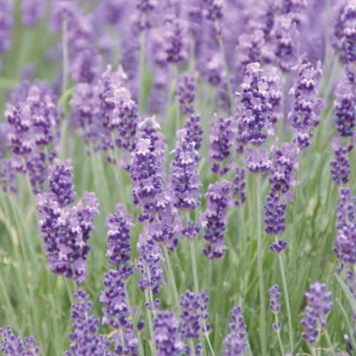 Image of Lavandula Lavender Munstead Garden Plant Hardy Shrub Flowering Garden Plants Easy to Grow Your Own 6X Jumbo Plug Plant by Thompson and Morgan (6)
