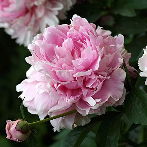 Image of Peony 'Double Pink’ Herbaceous Peony Paeonia Hardy Perennial Summer Flowering Garden Plants Classic Low Maintenance Plants for Cottage Gardens 1x 9cm Pots by Thompson and Morgan (1)