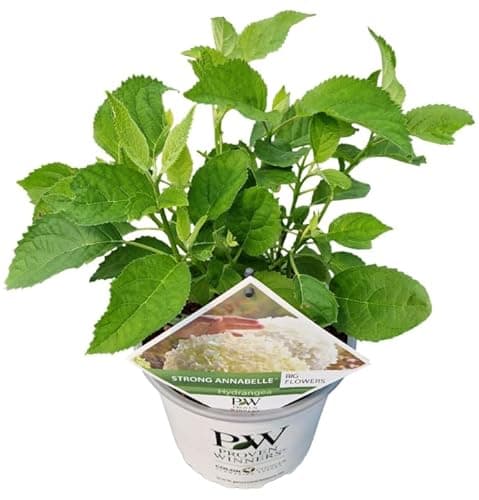Image of Hydrangea arborescens 'Incrediball' - Potted Garden Plant - Hardy Shrub for Patio Pots & Borders 19 cm Pot 40 cm Height