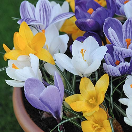 Image of Mixed Crocus Bulbs Spring Flowering Collection Hardy Corms with Multiple Coloured Flowers First Year Flower Guarantee 40 x Crocus T&M Mix Bulb Plants by Thompson and Morgan