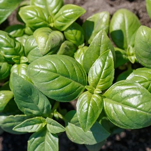 Image of PREMIER SEEDS DIRECT - HERB - Basil - GENOVESE - 5 Grams