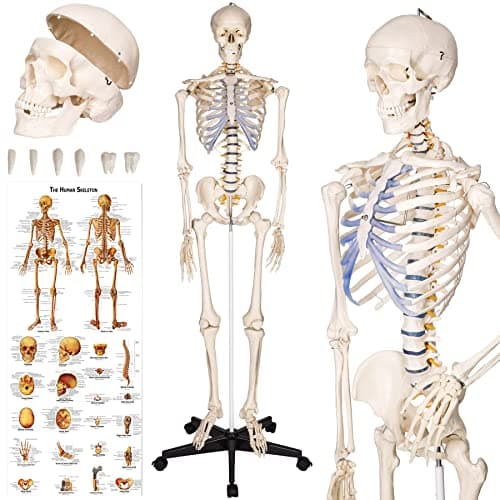 Image of tectake® Life-Size Anatomical Skeleton, Detailed Human Skeleton Model with Removable Arms & Legs, Movable Joints, Skull with Removable Teeth, Incl. Large Anatomy Poster & Stand with Wheels - 181 cm