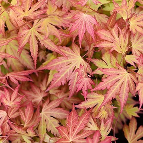 Image of Acer palmatum 'Orange Dream' Japanese Maple Hardy Tree Spring Flowering Garden Plants Grow Your Own 2 x 3 Litre Pot Acer palmatum 'Orange Dream' by Thompson and Morgan