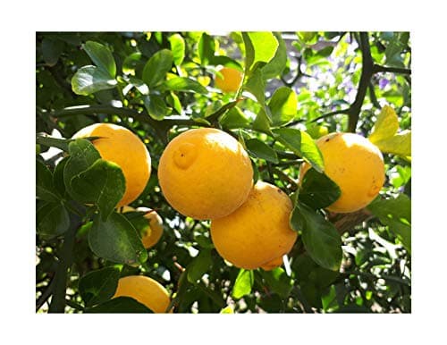 Image of 3X 5-10cm Tall in 7cm pots - Hardy Lemon OR Japanese Bitter Orange, Citrus TRIFOLIATA (Poncirus) Japanese Exotic Shrub Plant Great for Bonsai or Hedging