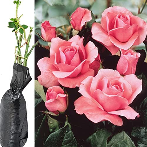Image of 1 Fragrant Rosa Queen Elizabeth Pink Climbing English Rose Bare Rooted Bush Plant for Brighten Garden Outdoor Landscape Shrub Border Walkway Hedge