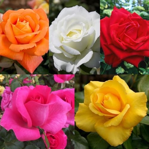 Image of Carbeth Plants Red Potted Rose Bush in 3 Litre Pot - Vibrant Hybrid Patio Roses - Strong & Healthy Plant Low Maintenance Garden Shrub - Abundant Blooms, Garden & Container Ready