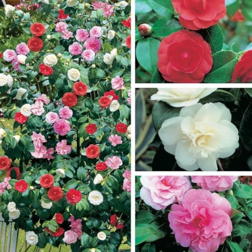 Image of Camellia Plant Tricolour Low Maintenance Hardy Evergreen Garden Shrub, Spring & Summer Flowering Baring Blooms of Pink White and Red, 3 x 15cm Potted Plants by Thompson and Morgan