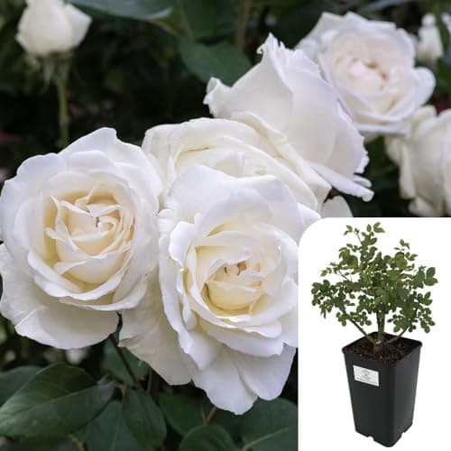 Image of Rosa 'Iceberg' – 3L Potted Bush Rose | Award-Winning White Floribunda Rose | Fragrant Blooms, Easy to Grow, 80cm Height | Perfect for Garden Borders, Flower Beds & Containers