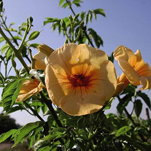 Image of Suttons Campsis x tagliabuana Summer Jazz Gold, Trumpet Vine, Trumpet Creeper, Perennial, Hardy, Ideal for Patio Pots, Beds, Borders, 1 x 2-Litre Potted Plant
