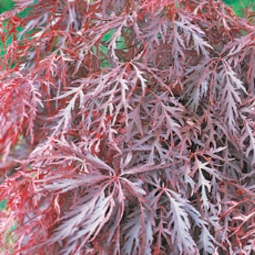 Image of Acer palmatum 'Crimson Queen' - Striking Burgundy Foliage | Weeping Habit | Japanese Maple Tree - 1x 3 Litre Potted Plant by Thompson & Morgan
