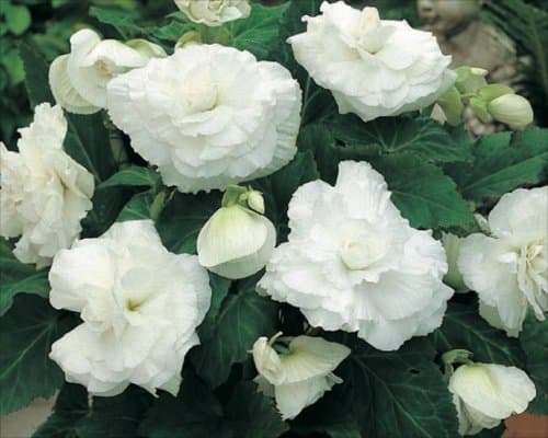 Image of Pack x3 Bulbs/Tubers White Double Begonia Summer Bulbs