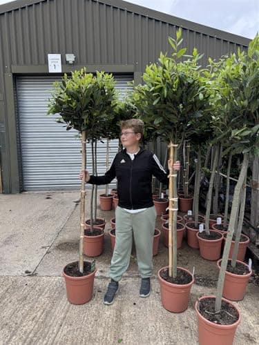 Image of Direct Plants Extra Large Laurus Nobilis Lollipop Standard Bay Tree 5ft+ Tall