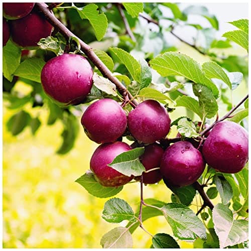 Image of Dwarf Patio Spartan Apple Tree in a 5L Pot, Miniature Tree, Self-Fertile,Refreshing & Sweet 3fatpigs®