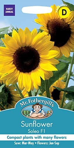 Image of Mr Fothergill's Sunflower Soleo F1