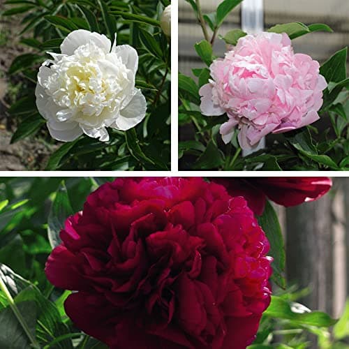 Image of Peony Plants ‘Double Collection’ Paeonia lactiflora Hardy Perennial Fragrant White Pink Red Double Blooms Low Maintenance Easy to Grow Your Own Flowers 3X 9cm Potted Plants by Thompson and Morgan