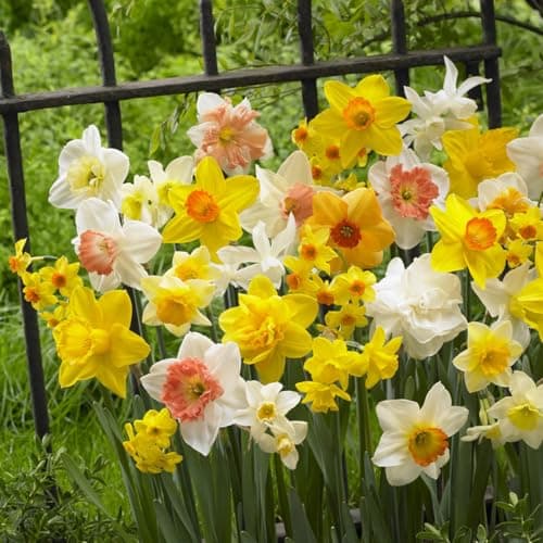 Image of Daffodil Mixed Bulbs (Pack of 30) - Hardy Spring Flowers for Autumn Planting