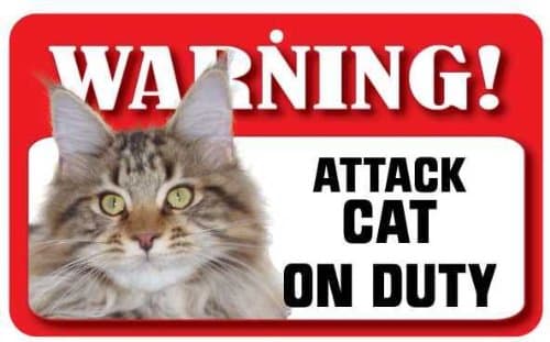 Image of Instant Gifts Dog Signs Maine Coon Cat Pet Sign - Laminated Card