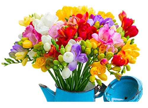 Image of 10x Freesia Double Mix Summer Flowering Bulbs Colourful Garden Plant Corms Wedding Fragrant Cut Flowers Size 6/7
