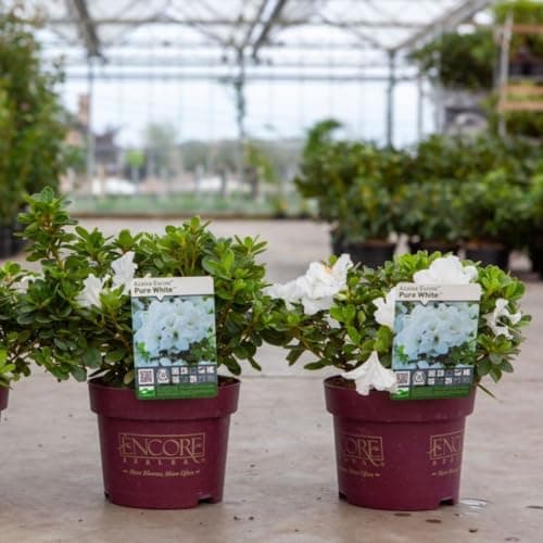 Image of Encore Pure White Azalea - Two-Flush Blooms, Hardy Perennial, Patio Pot Plant, Spring & Autumn Flowers – 1x 3 Litre Pot by Thompson and Morgan