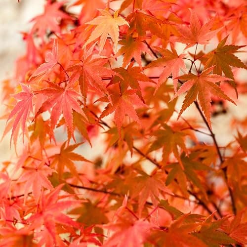 Image of YouGarden Acer palmatum 'Phoenix', Set of Two Established Plants in 1.5L Pots, Stunning Japanese Maples, Ready to Plant