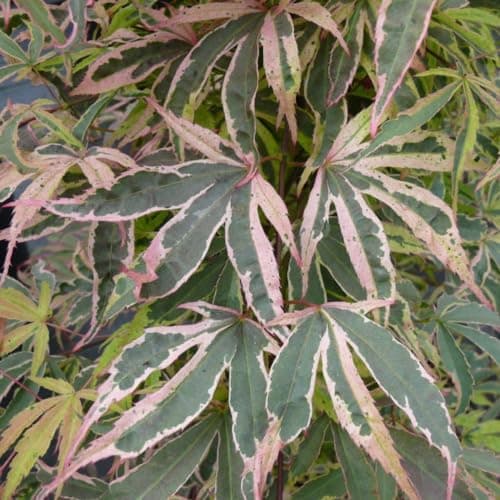Image of Acer palmatum 'Shirazz' Japanese Maple Tree - Mesmerizing Colour-Changing Foliage - Hardy, Elegant Focal Point for Lightly Shaded Borders – 1x 3 Litre Potted Plant by Thompson & Morgan