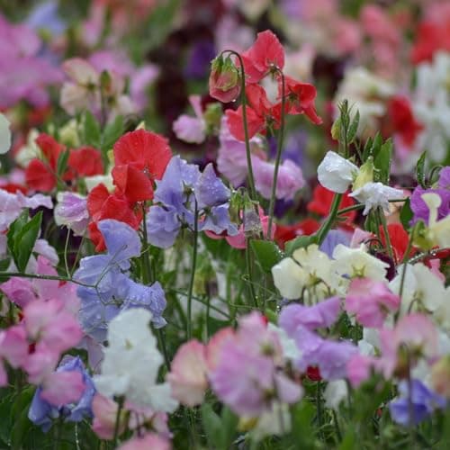 Image of PREMIER SEEDS DIRECT - Sweet Pea - Spencer Mix - 100 Finest Seeds