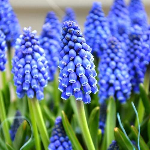 Image of Carbeth Plants 6 x Muscari Bulbs in 9cm Pots - Garden Ready Blue Grape Hyacinth Potted Flowering Bulb Plants - Ideal for Outdoors & Indoors Growing for Instant Colour Through Winter & Spring Months