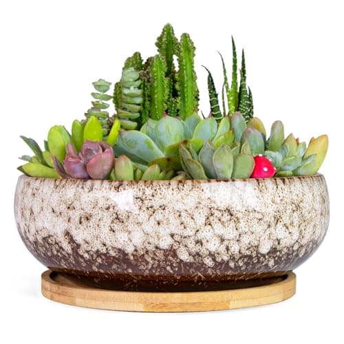 Image of ARTKETTY Succulent Pots - 20 CM Large Succulent Planters Ceramic Bonsai Pot with Drainage Tray for Indoor Plants Garden Decorative Cactus Flower Plant Container Bowl