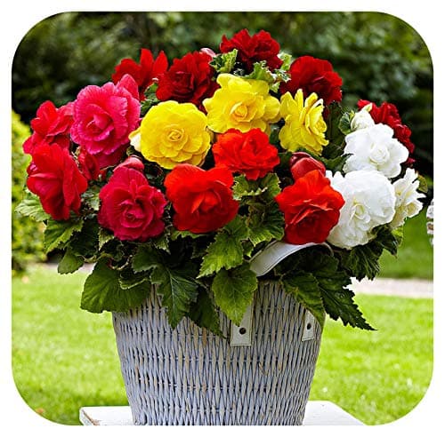 Image of Begonia Non-Stop Double Tubers/Corms x 10 Mixed Colours Summer Flowering by Growtanical®