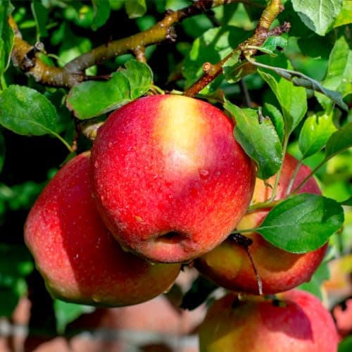 Image of Dwarf Patio Braeburn Apple Tree in 5L Pot, Self-Fertile, Miniature, Crispy & Aromatic 3fatpigs®