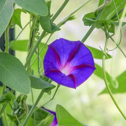 Image of Ipomoea 'Grandpa OTT' (Morning Glory) Seeds