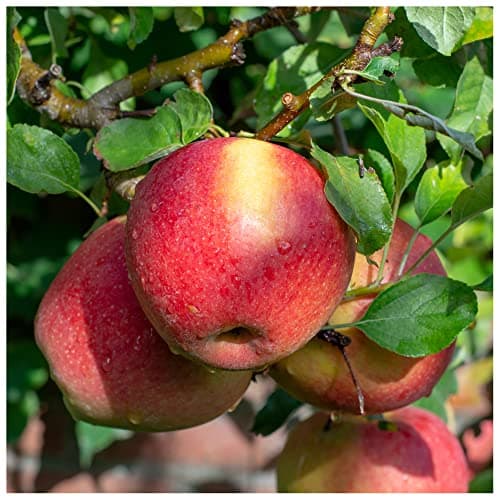 Image of 'Braeburn' Apple Tree 4-5ft Self-Fertile, Ready to Fruit, Crisp & Aromatic in a 6L Pot 3fatpigs®