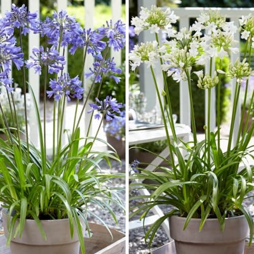 Image of Agapanthus Ever Duo - White and Blue Flowering Perennials - Drought-Tolerant - Ideal for Beds, Borders, and Patio Pots - 9cm Pot x 2 by Thompson & Morgan