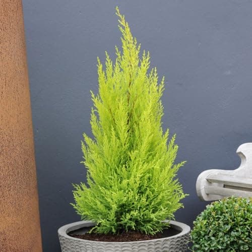 Image of Cupressus Goldcrest Wilma – Hardy Evergreen with Vibrant Lime-Green Foliage & Lemon Scent – Ideal for Flower Beds, Patios, or Low Hedges – 3 x 1L Potted Plants by Thompson & Morgan
