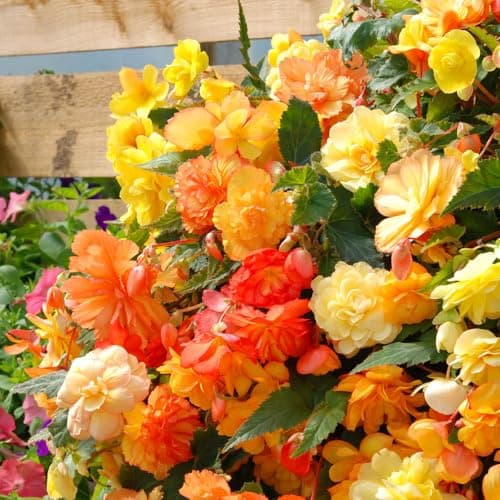 Image of YouGarden 10 x Begonia 'Apricot Fiery Shades' Plug Plants. Garden Ready Outdoor Plants. Perfect for Flower Beds and Hanging Baskets. Easy Care Garden Ready Flowers