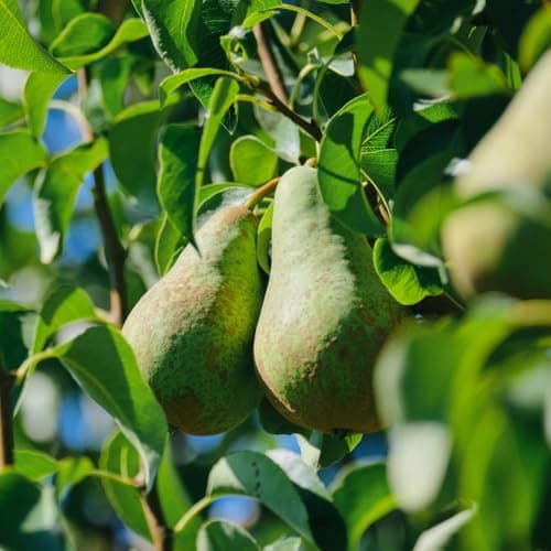 Image of Pear Fruit Tree Standard Patio Hardy Garden Plant 'Conference' 5L Potted Fruit Plants by Thompson and Morgan (1)