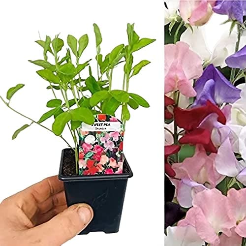Image of Carbeth Plants - Sweet Pea Plants Mixed Colours - 3 x 9cm Pots - Fragrant Summer Flowering Garden Ready Plants - Easy Grow Climbing Plants for Outdoor Growing - Ideal for Bed, Borders and Pots