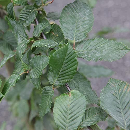 Image of ornbeam Carpinus betulus Hedging Plant, Native Tree Species, British Grown, Retains Many Leaves in Winter, Supplied as 1x 9cm Potted Plant by Thompson and Morgan (1)