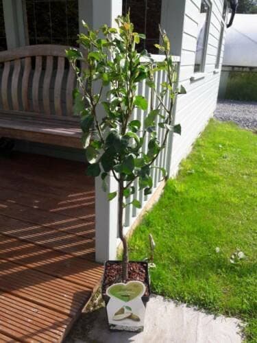 Image of 1 x Dwarf Patio Conference Pear Tree, in a 5L Pot, Miniature & Self-Fertile