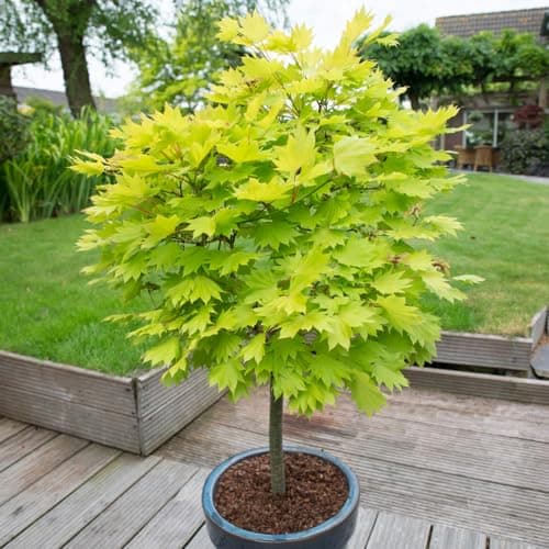 Image of YouGarden Japanese Maple Tree, Acer Shirasawanum 'Jordan' in 3L Pot, 40-50cm Tall Established Garden Plant, Ready to Plant in Garden or Patio Pot