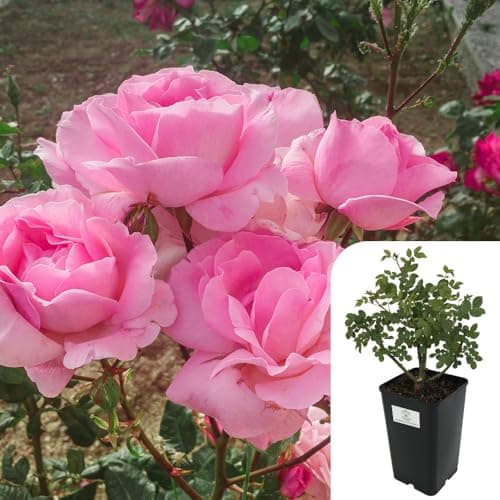 Image of Queen Elizabeth Floribunda Rose - Disease Resistant, Fragrant Potted Rose, Perfect for Year-Round Blooms, 3L Pot - Soft Pink, Timeless English Garden Beauty
