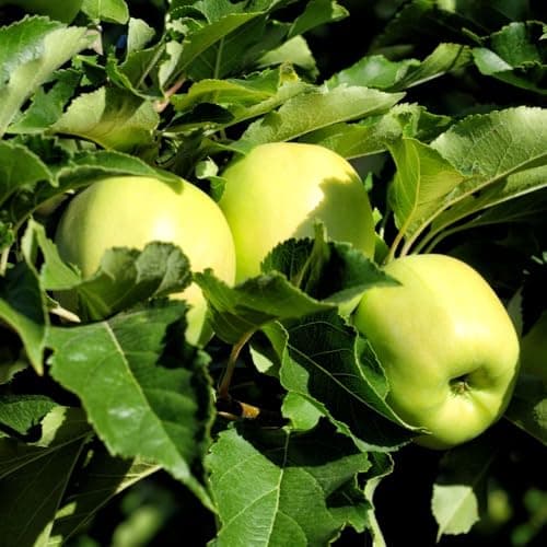 Image of Apple ‘Golden Delicious’ Tree | Dessert & Cooking Apple | Easy-to-Grow Garden Fruit Tree | Long-Storage Golden Apples | UK Pollination Group 4-5 Litre Pot x 2 by Thompson & Morgan
