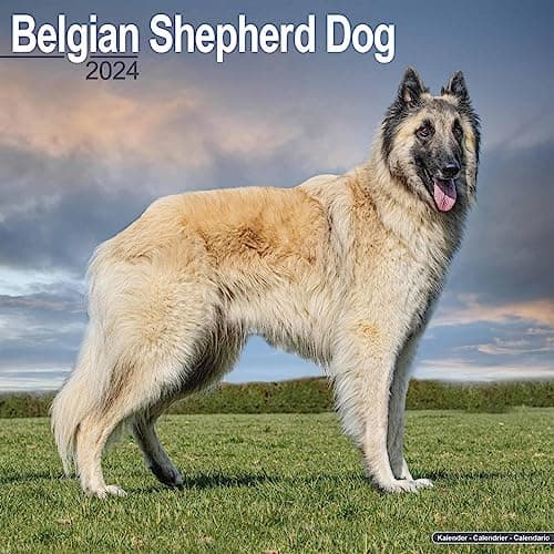 Image of Belgian Shepherd Dog Calendar 2024 | Square Dog Breed Wall Calendar - 16 Month