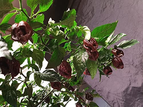 Image of 7 Pot Primo Chocolate 5 Chilli Seeds by CHILLIESontheWEB Pick and Mix Get 4 Packs for Price of 3